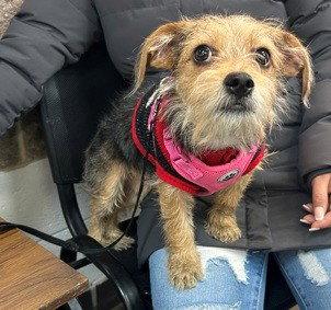 Linda, Adoptable, Puppy Female Yorkshire Terrier.