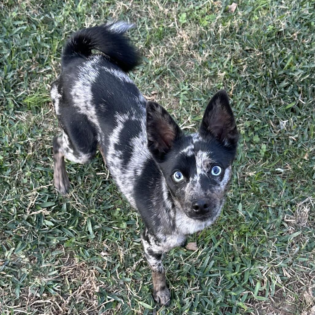 Enlarge Kanga, a Adoptable Chihuahua in Cibolo, TX image 2/3