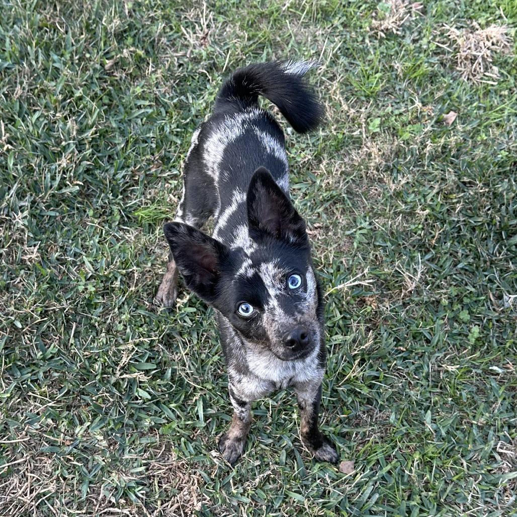Enlarge Kanga, a Adoptable Chihuahua in Cibolo, TX image 3/3