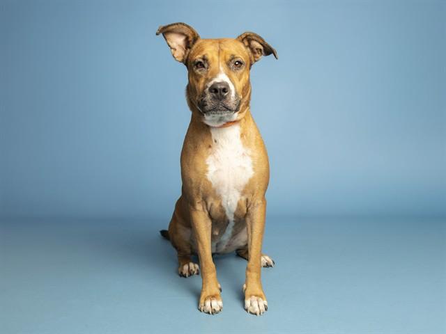 SKY, Adoptable, Young Female Pit Bull Terrier.