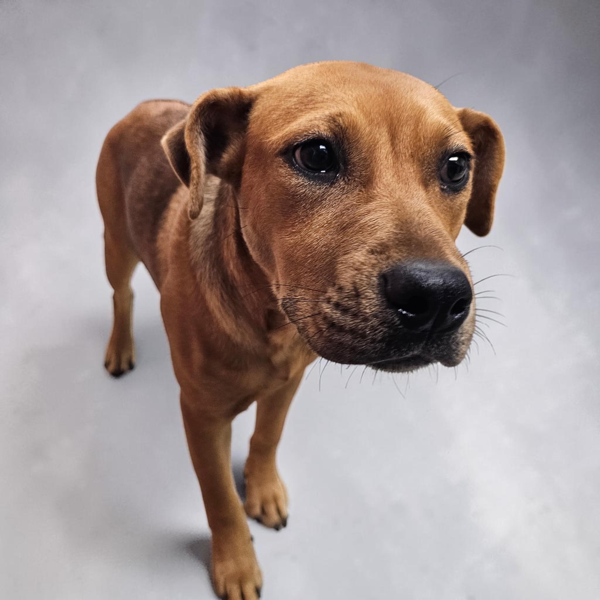 Belle, a Adoptable mixed breed in Fenton, MO image 5/5