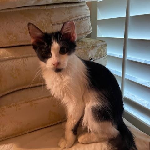 Enlarge Houdini, a Adoptable mixed breed in san antonio, TX image 1/4