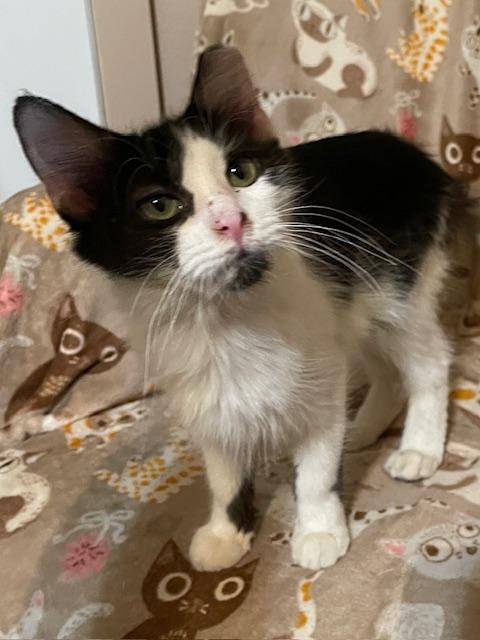 Enlarge Houdini, a Adoptable mixed breed in san antonio, TX image 2/4