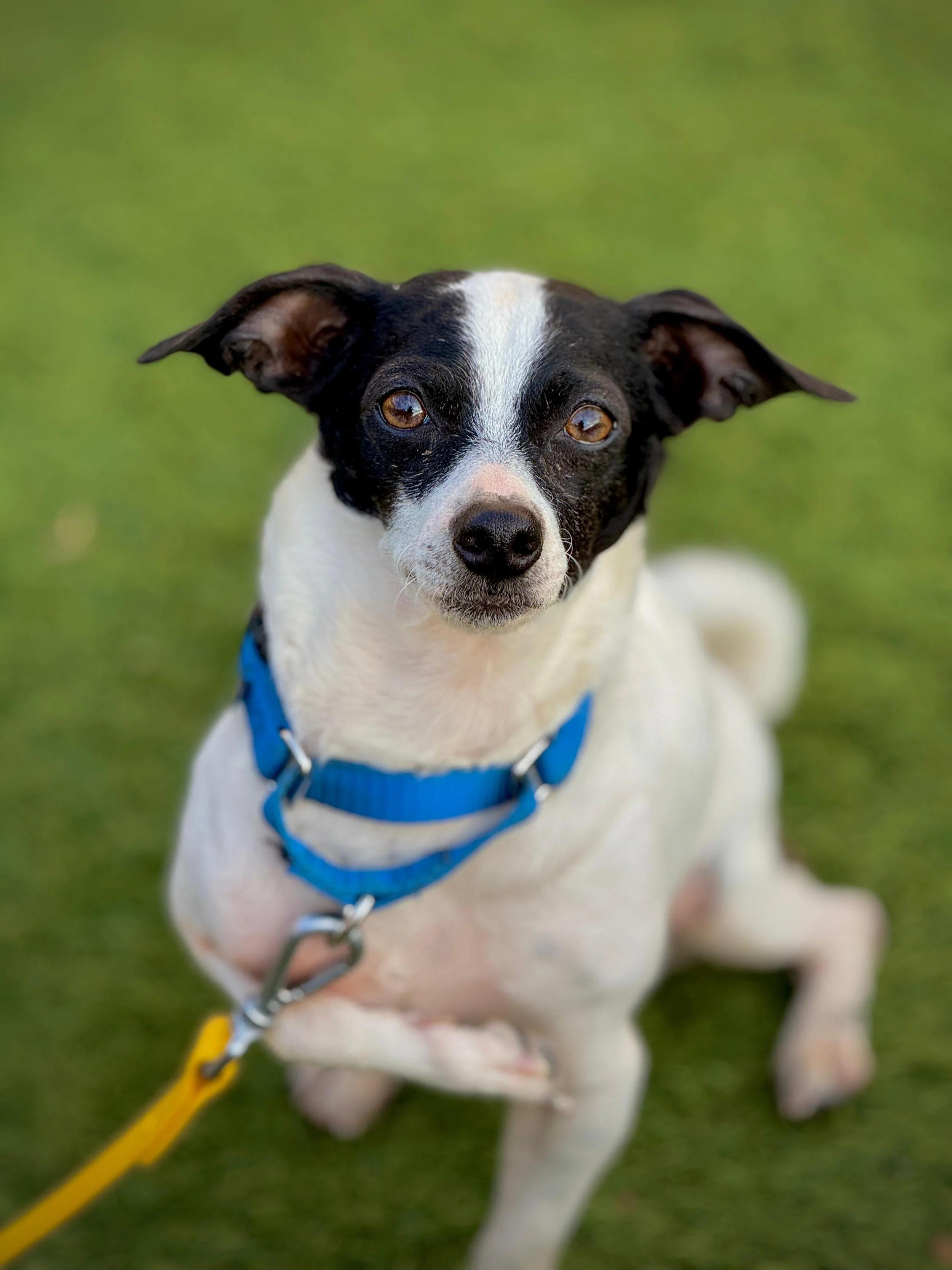 Enlarge WILT, an adopted mixed breed in San Francisco, CA image 1/1