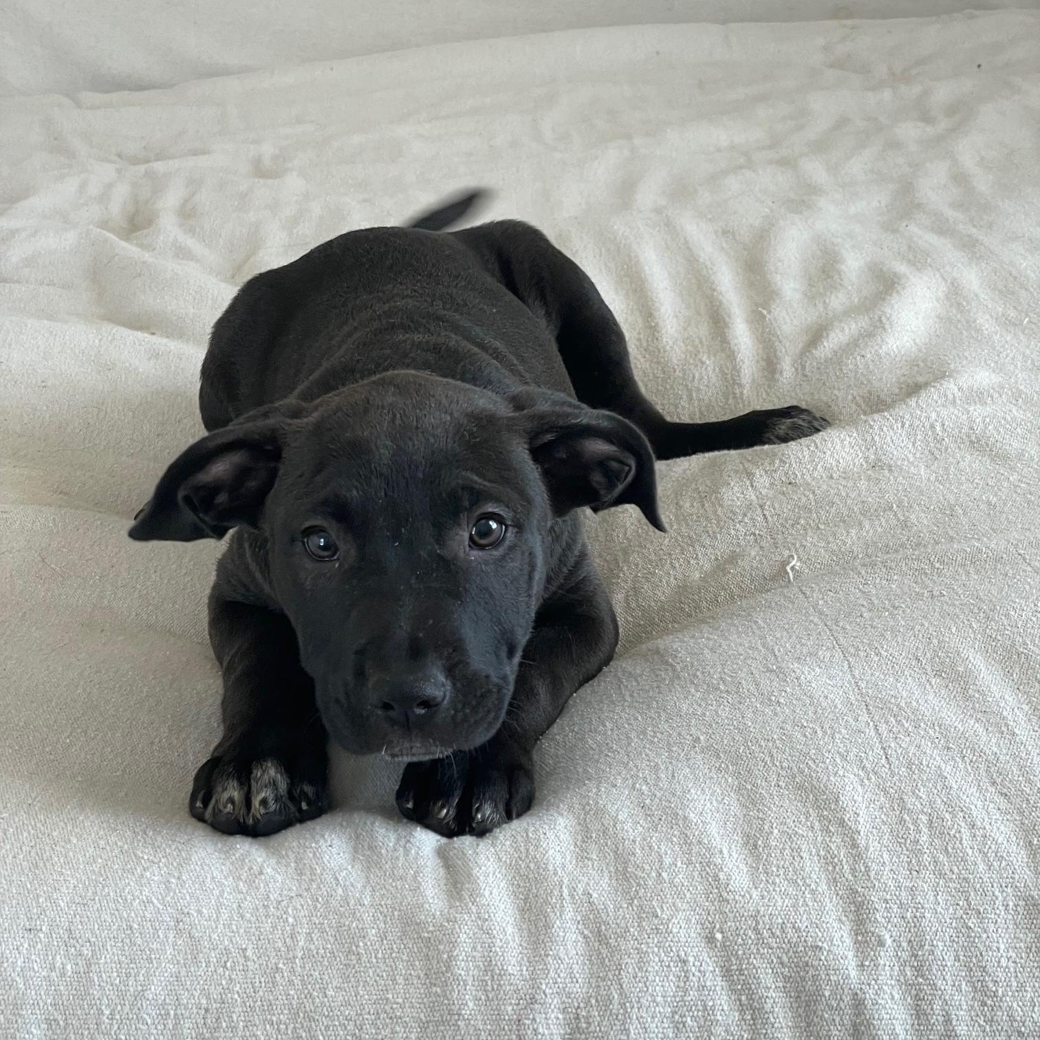 gorgeous grant, a ADOPTABLE mixed breed in West Hartford , CT image 5/5