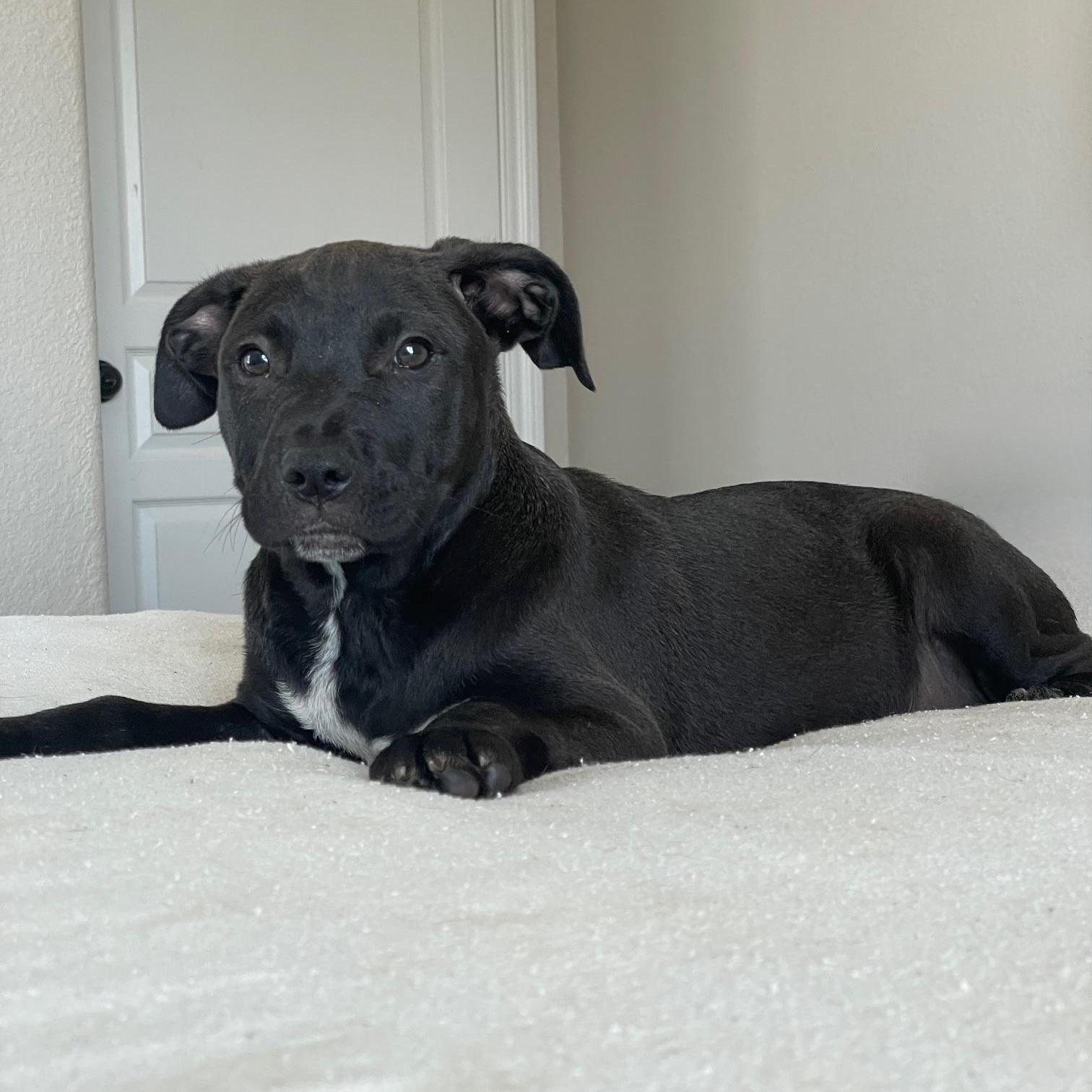 gorgeous grant, a ADOPTABLE mixed breed in West Hartford , CT image 3/5