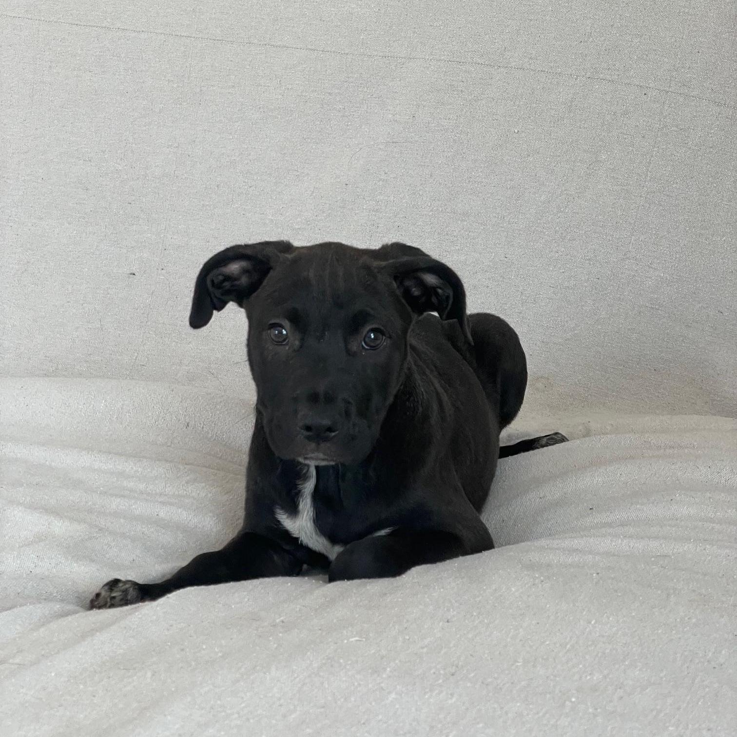 gorgeous grant, ADOPTABLE, Puppy Male American Bully & Staffordshire Bull Terrier.