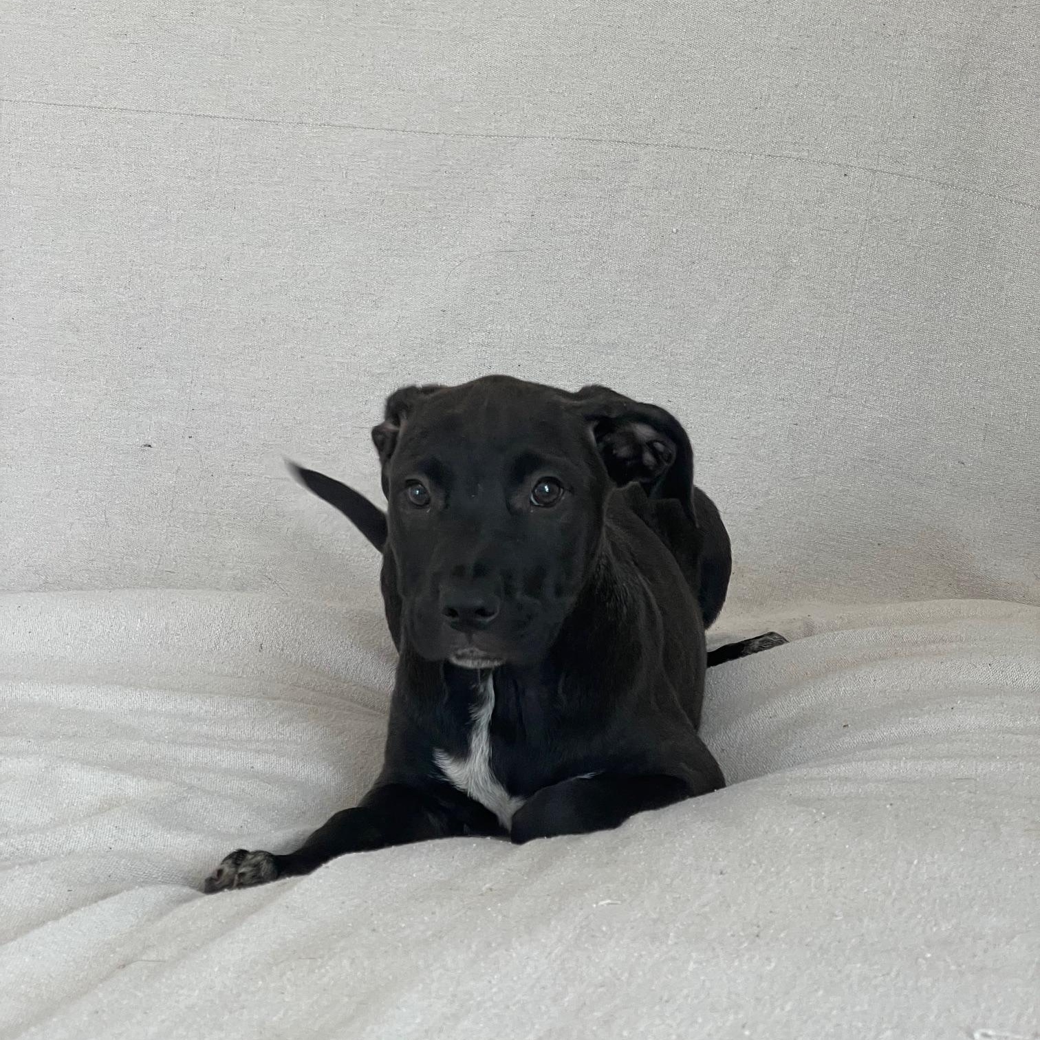 gorgeous grant, a ADOPTABLE mixed breed in West Hartford , CT image 2/5