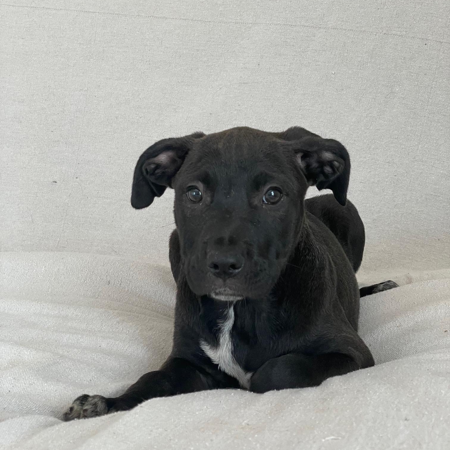 gorgeous grant, a ADOPTABLE mixed breed in West Hartford , CT image 4/5