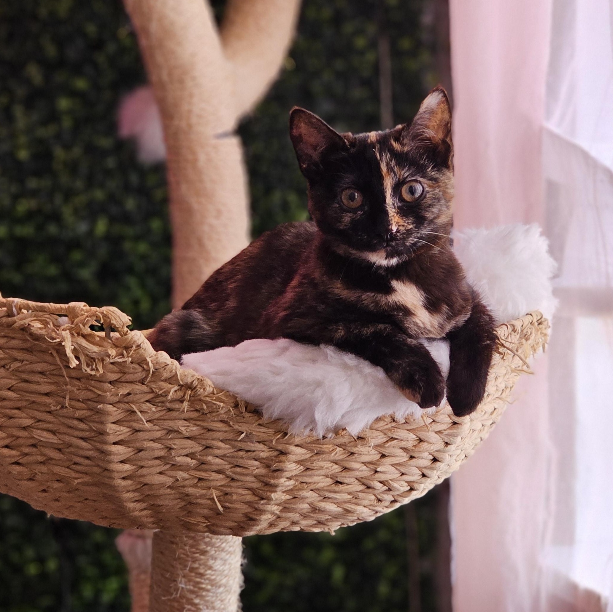 Fawn, an adopted Domestic Short Hair in Philadelphia, PA image 1/3