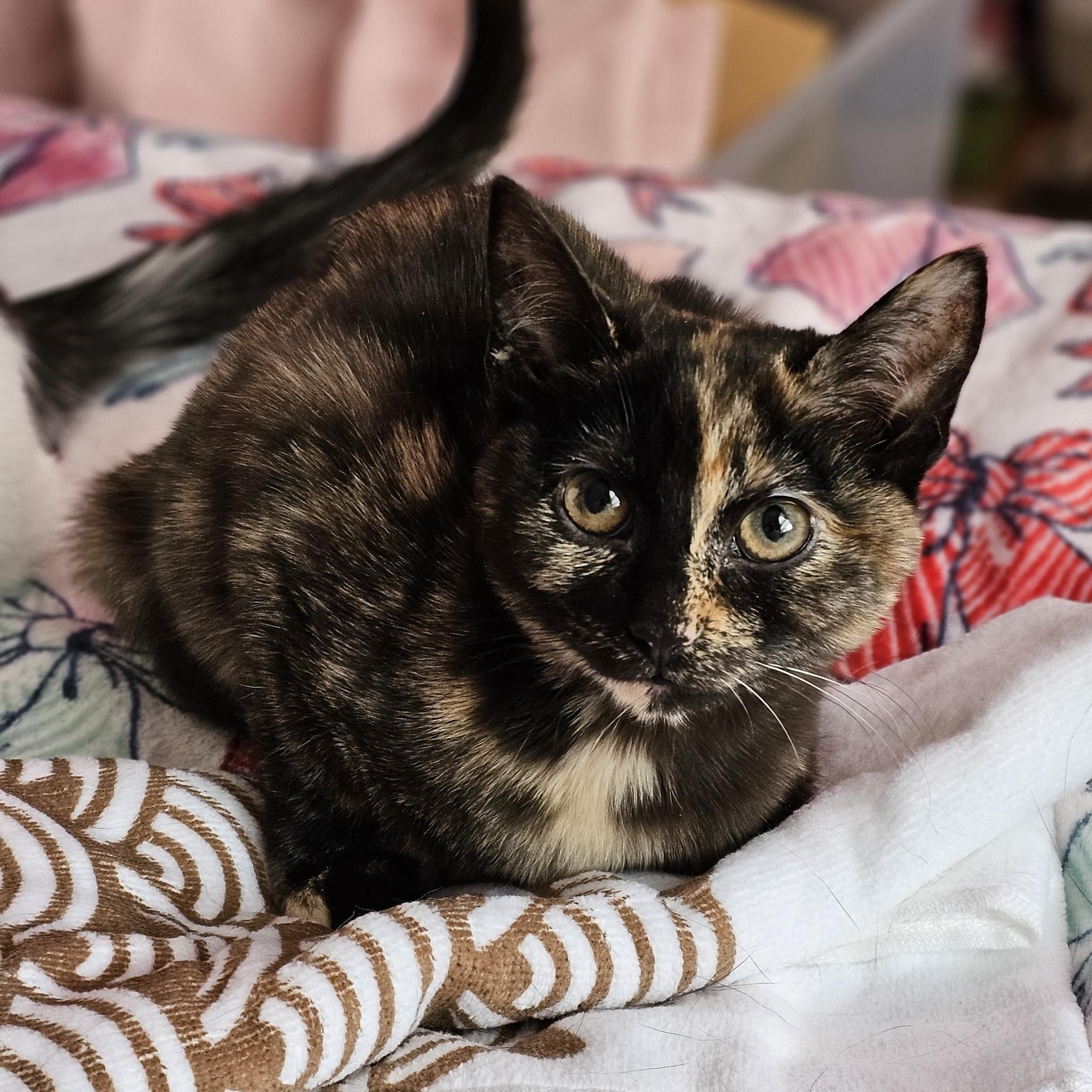 Enlarge Fawn, a ADOPTABLE Domestic Short Hair in Philadelphia, PA image 1/2