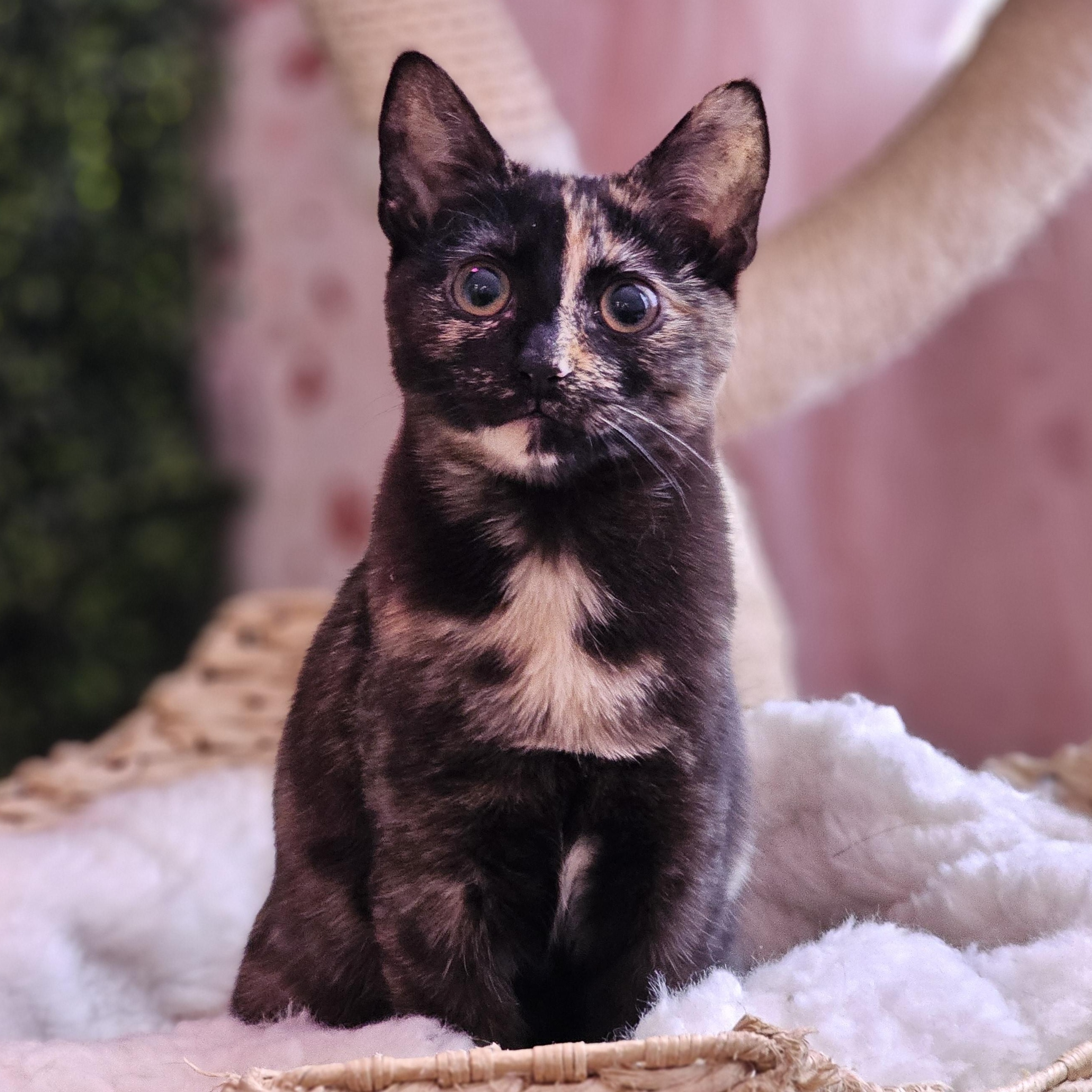 Fawn, an adopted Domestic Short Hair in Philadelphia, PA image 2/3