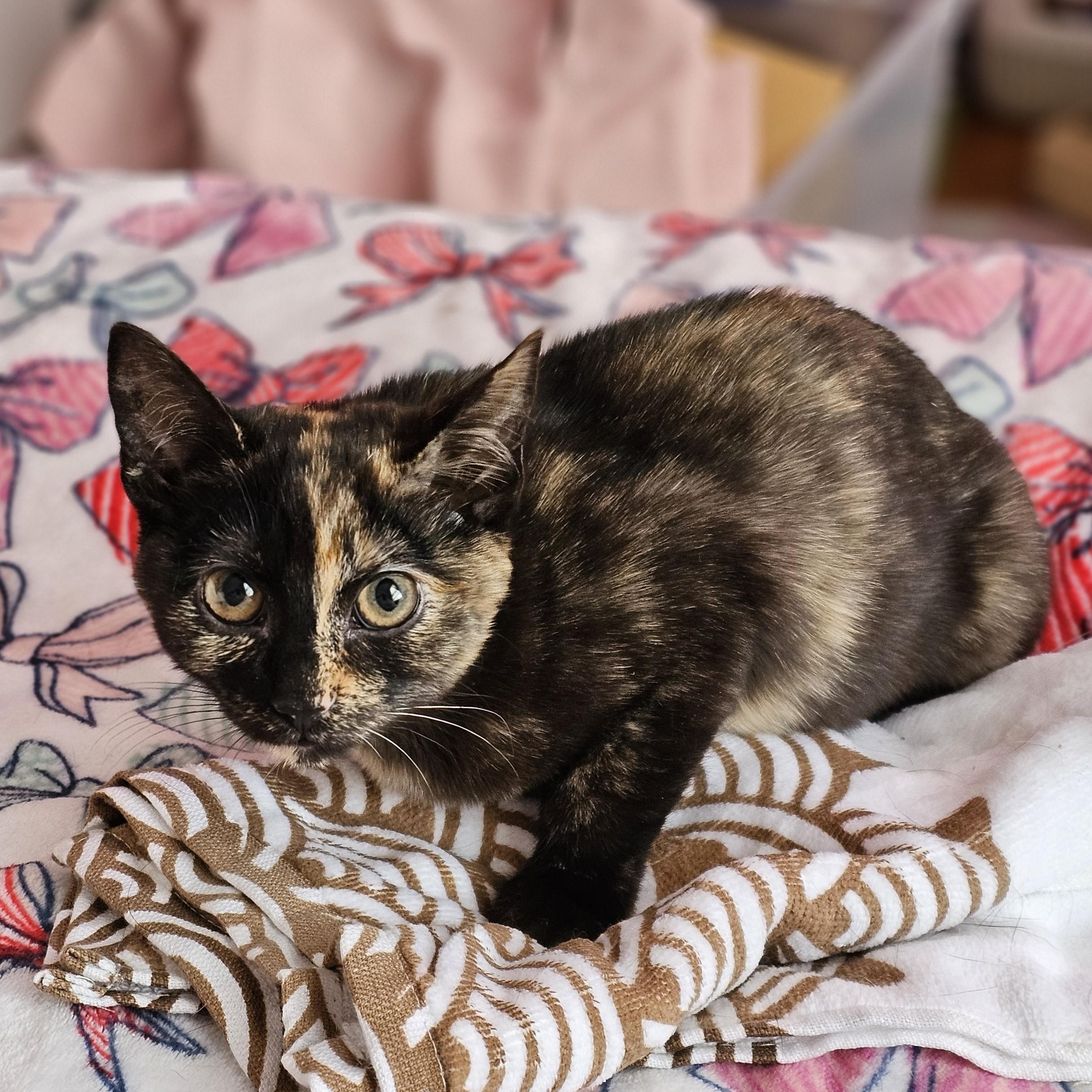 Enlarge Fawn, a ADOPTABLE Domestic Short Hair in Philadelphia, PA image 2/2