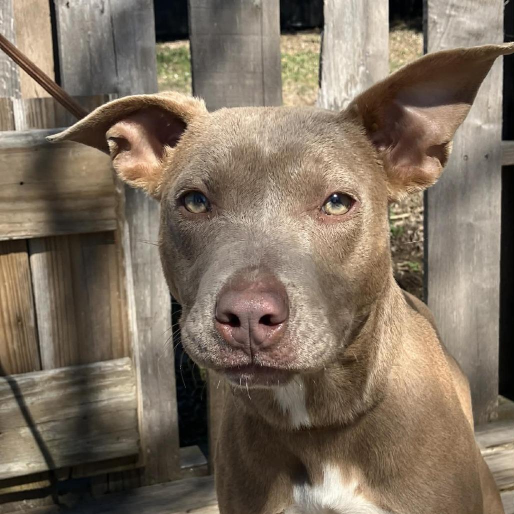 Enlarge Piper, a Adoptable Mixed Breed in Pulaski, TN image 1/2