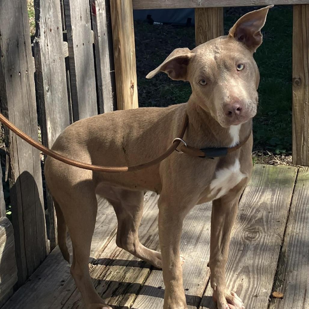 Enlarge Piper, a Adoptable Mixed Breed in Pulaski, TN image 2/2