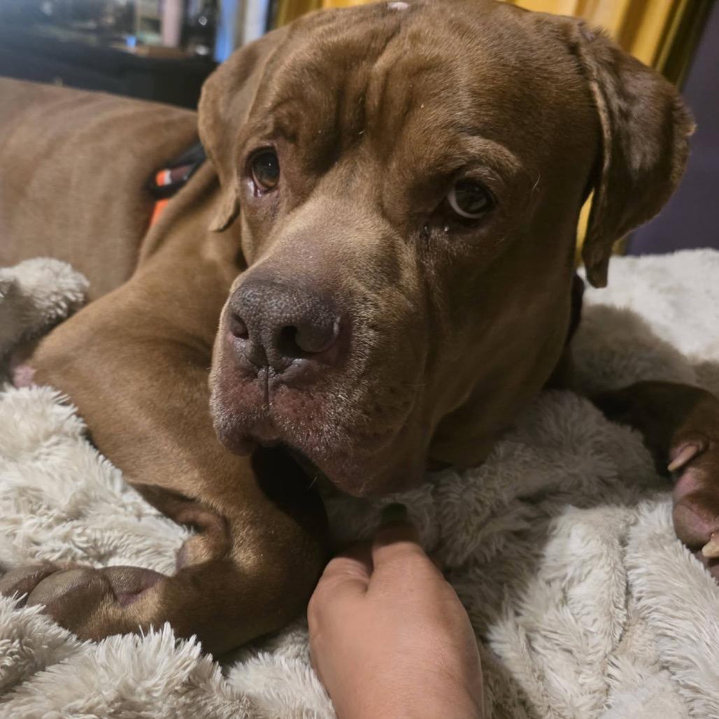 Enlarge Zaffre, a Adoptable mixed breed in St. Louis, MO image 1/6