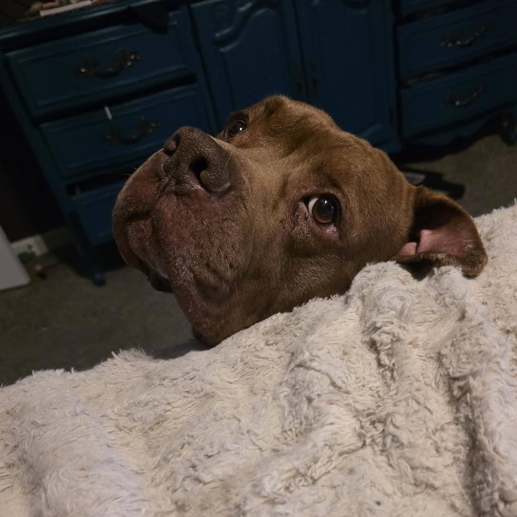 Enlarge Zaffre, a Adoptable mixed breed in St. Louis, MO image 2/6