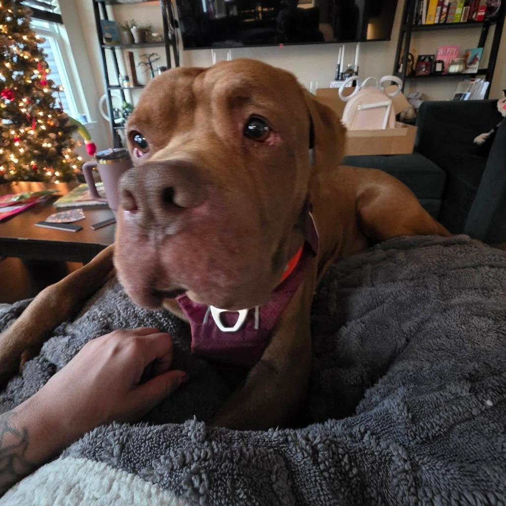 Enlarge Zaffre, a Adoptable mixed breed in St. Louis, MO image 3/6