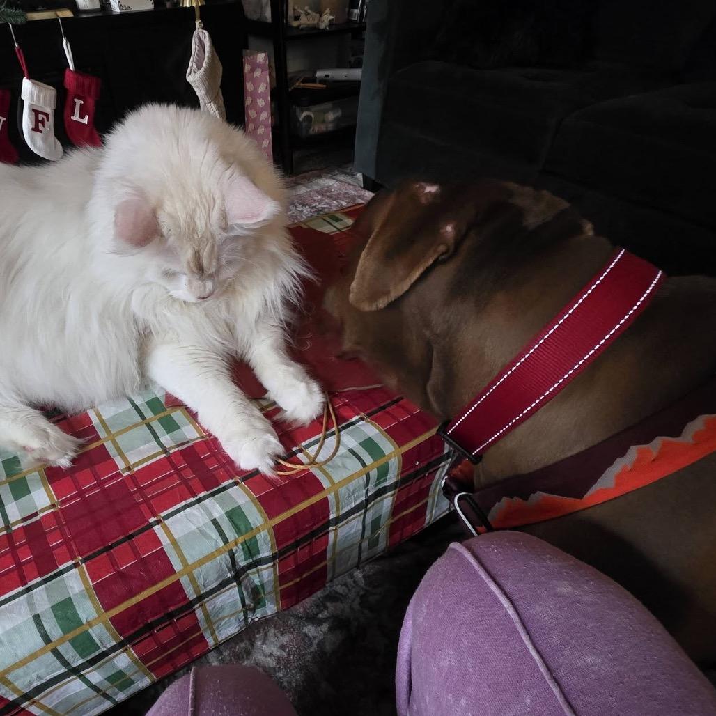 Enlarge Zaffre, a Adoptable mixed breed in St. Louis, MO image 5/6