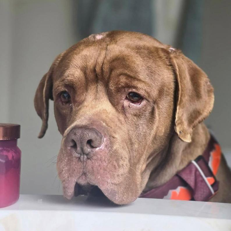 Enlarge Zaffre, a Adoptable mixed breed in St. Louis, MO image 6/6