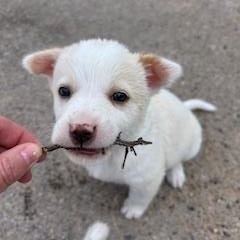 Birch, adopted, Puppy Male Mixed Breed.