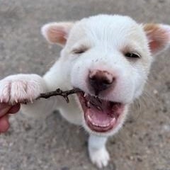 Enlarge Birch, an adopted Mixed Breed in Bernalillo, NM image 2/2