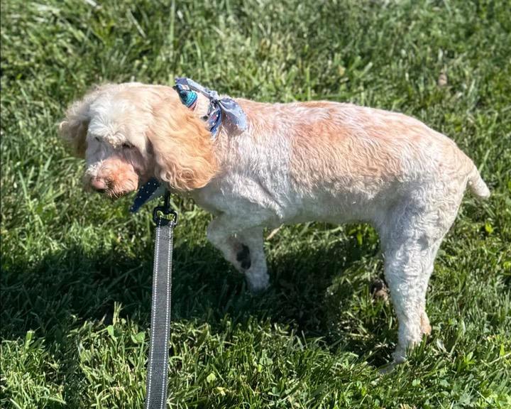 Enlarge Rosalina, a ADOPTABLE mixed breed in Matthews, NC image 2/4