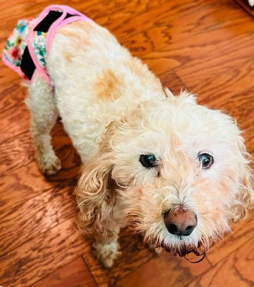 Rosalina, ADOPTABLE, Senior Female Poodle.