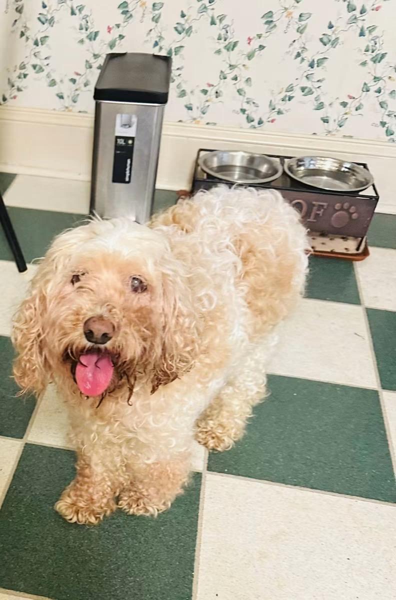 Enlarge Rosalina, a ADOPTABLE mixed breed in Matthews, NC image 1/4