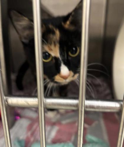Enlarge Pumpkin**Bonded with Jupiter**, a Adoptable mixed breed in Baraboo, WI image 1/1