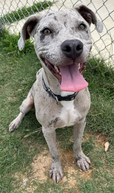 RALPH, Adoptable, Young Male Pit Bull Terrier.