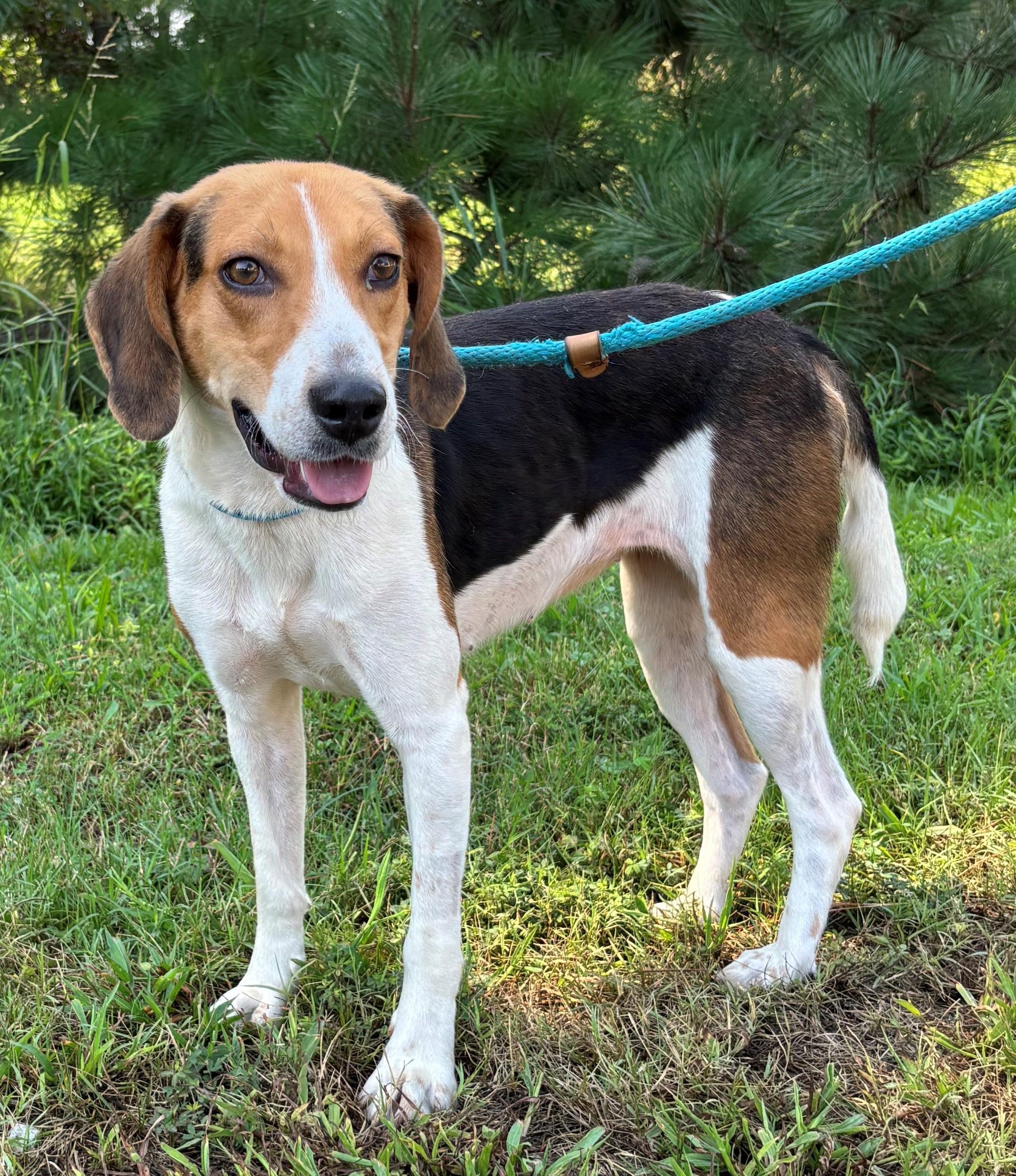JOSIE, Adoptable, Young Female Beagle & Hound.