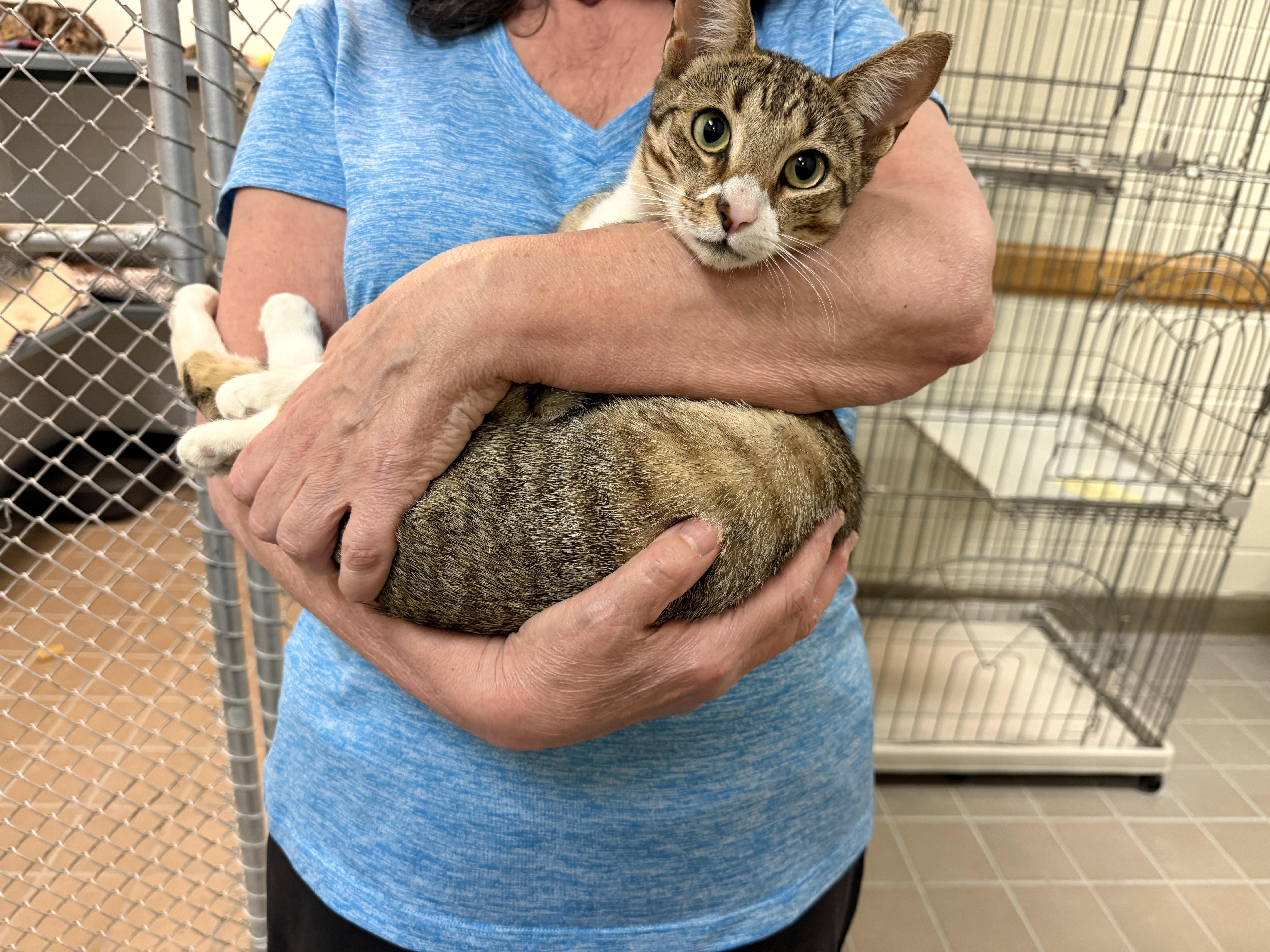 Diamond, adopted, Young Female Domestic Short Hair.