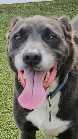 Tracy, Adoptable, Adult Female Mixed Breed & Mixed Breed.