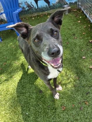 Tracy, a Adoptable Mixed Breed image 2/3