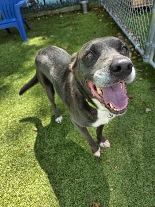 Tracy, a Adoptable Mixed Breed image 3/3