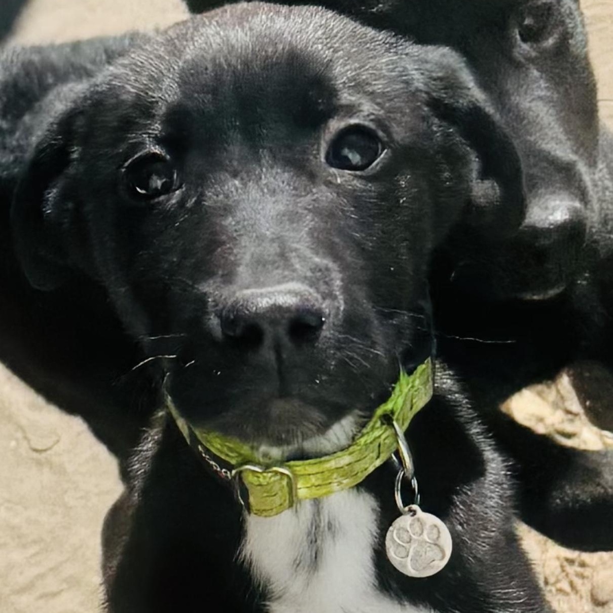 Enlarge Rolly, a ADOPTABLE mixed breed in Louisburg, KS image 4/4