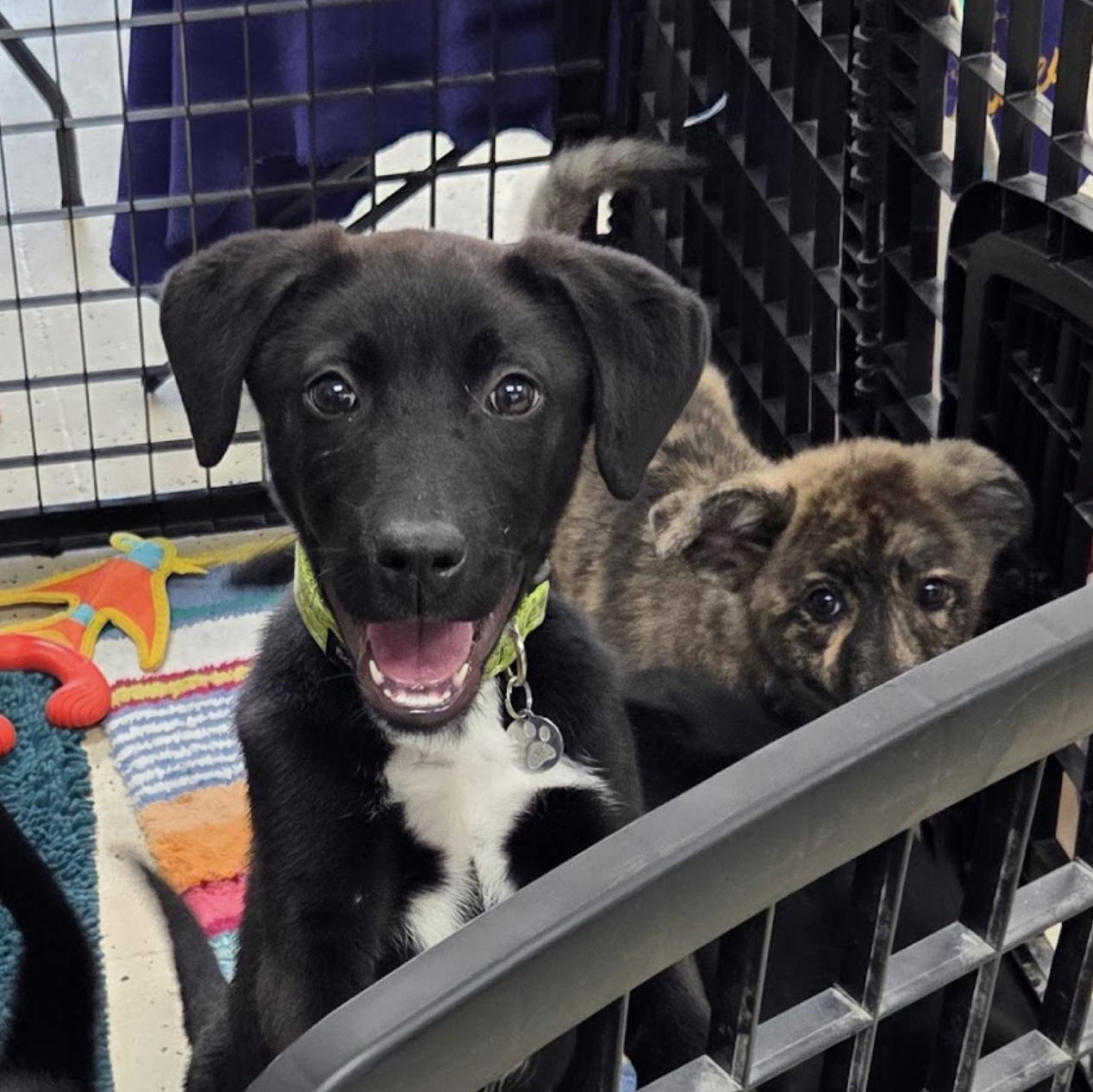 Enlarge Rolly, a ADOPTABLE mixed breed in Louisburg, KS image 1/4