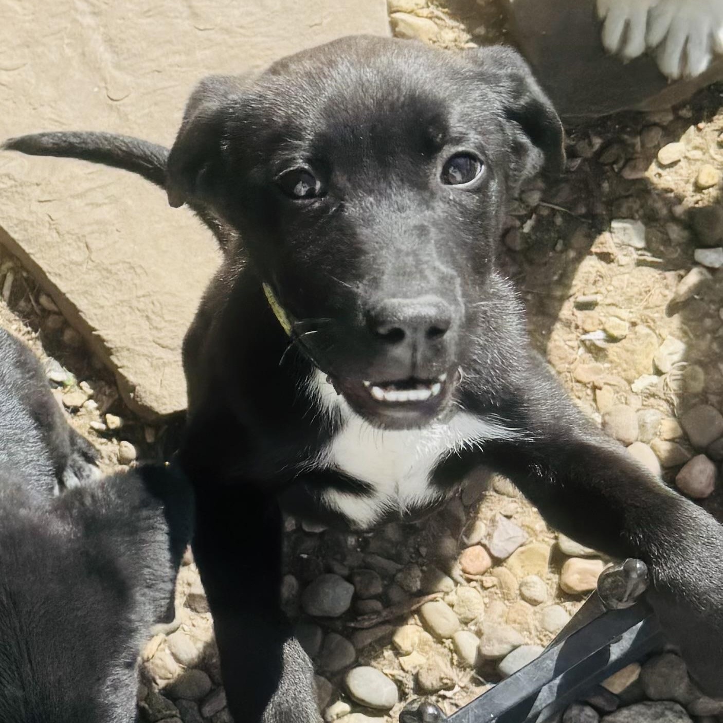 Enlarge Rolly, a ADOPTABLE mixed breed in Louisburg, KS image 3/4