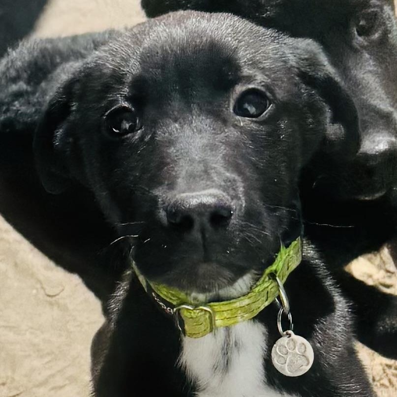 Enlarge Rolly, a ADOPTABLE mixed breed in Louisburg, KS image 2/4