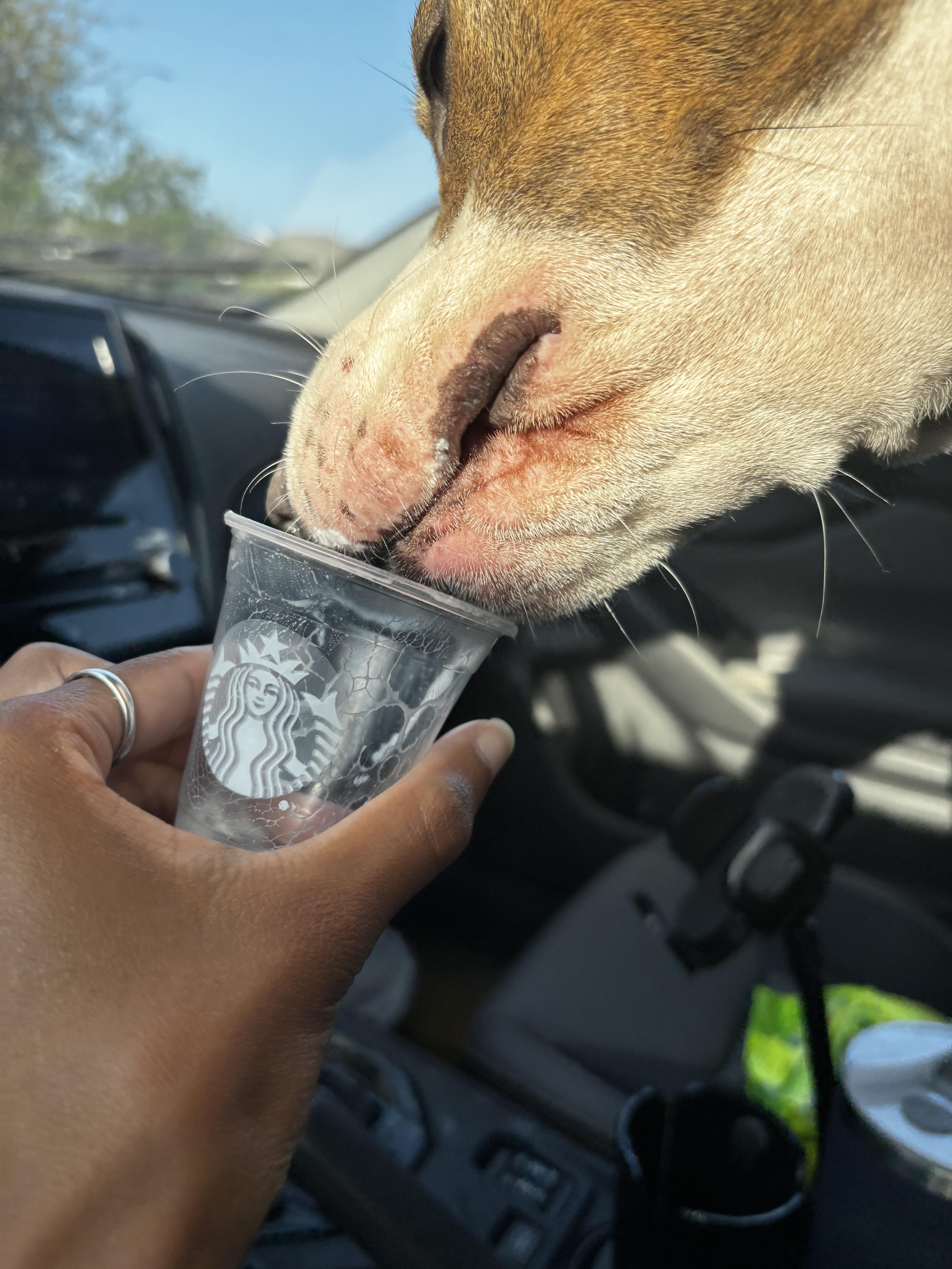 Enlarge Skipper, a Adoptable Pit Bull Terrier in Athens, TX image 3/6