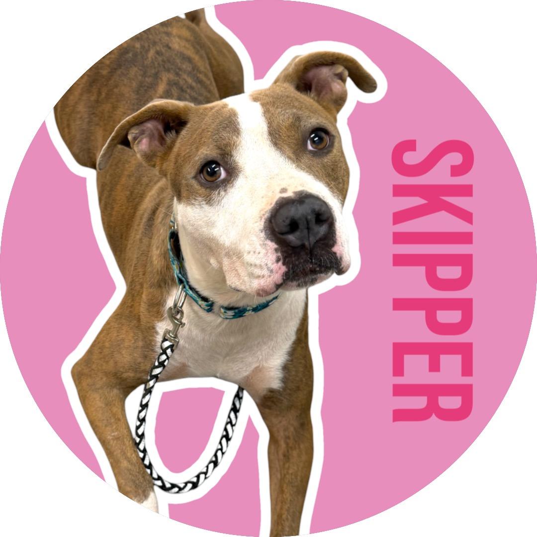 Enlarge Skipper, a Adoptable Pit Bull Terrier in Athens, TX image 1/6