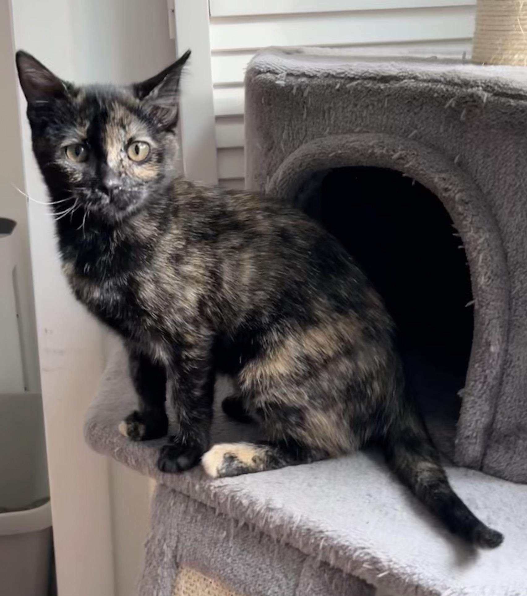 Martha and Sabbath, Adoptable, Kitten Female Domestic Short Hair & Bombay.