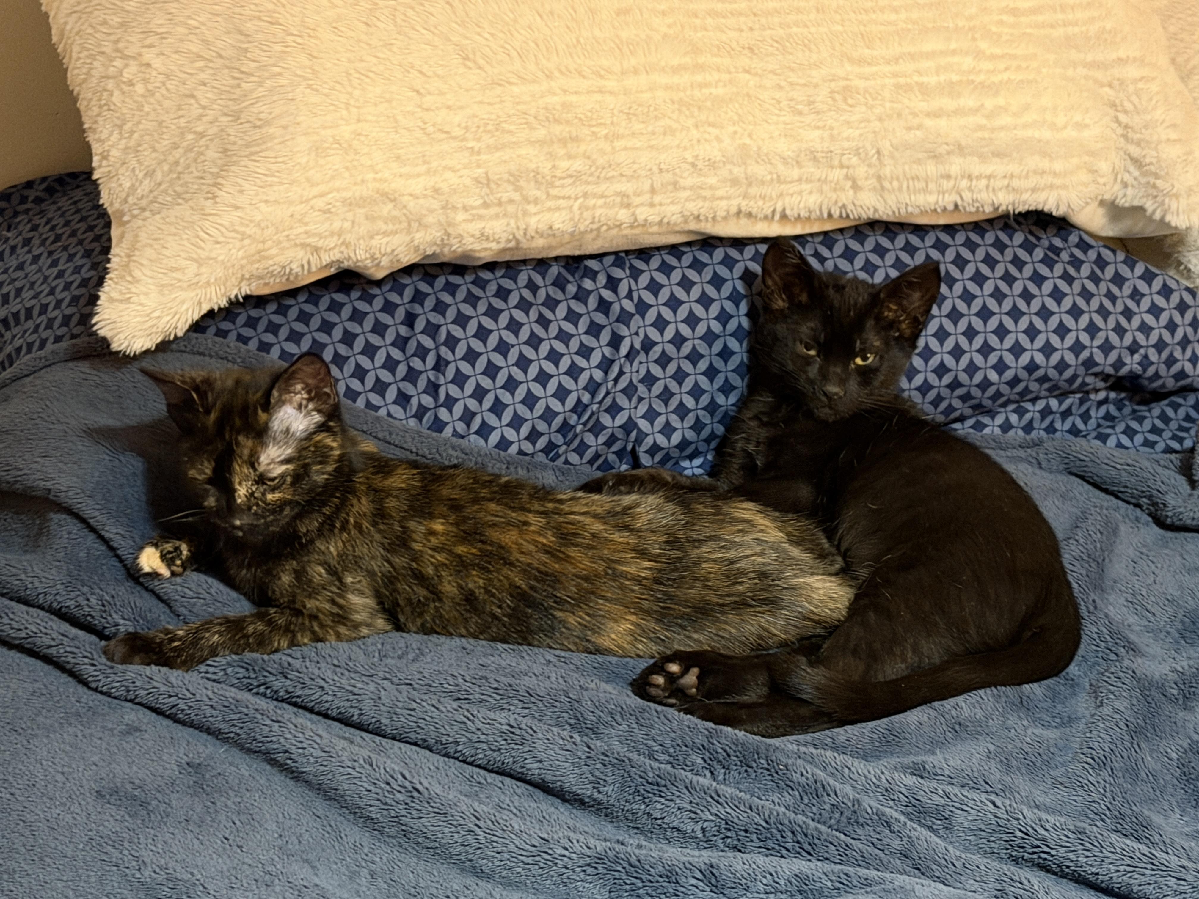 Martha and Sabbath, a Adoptable mixed breed in Granby, CT image 4/5