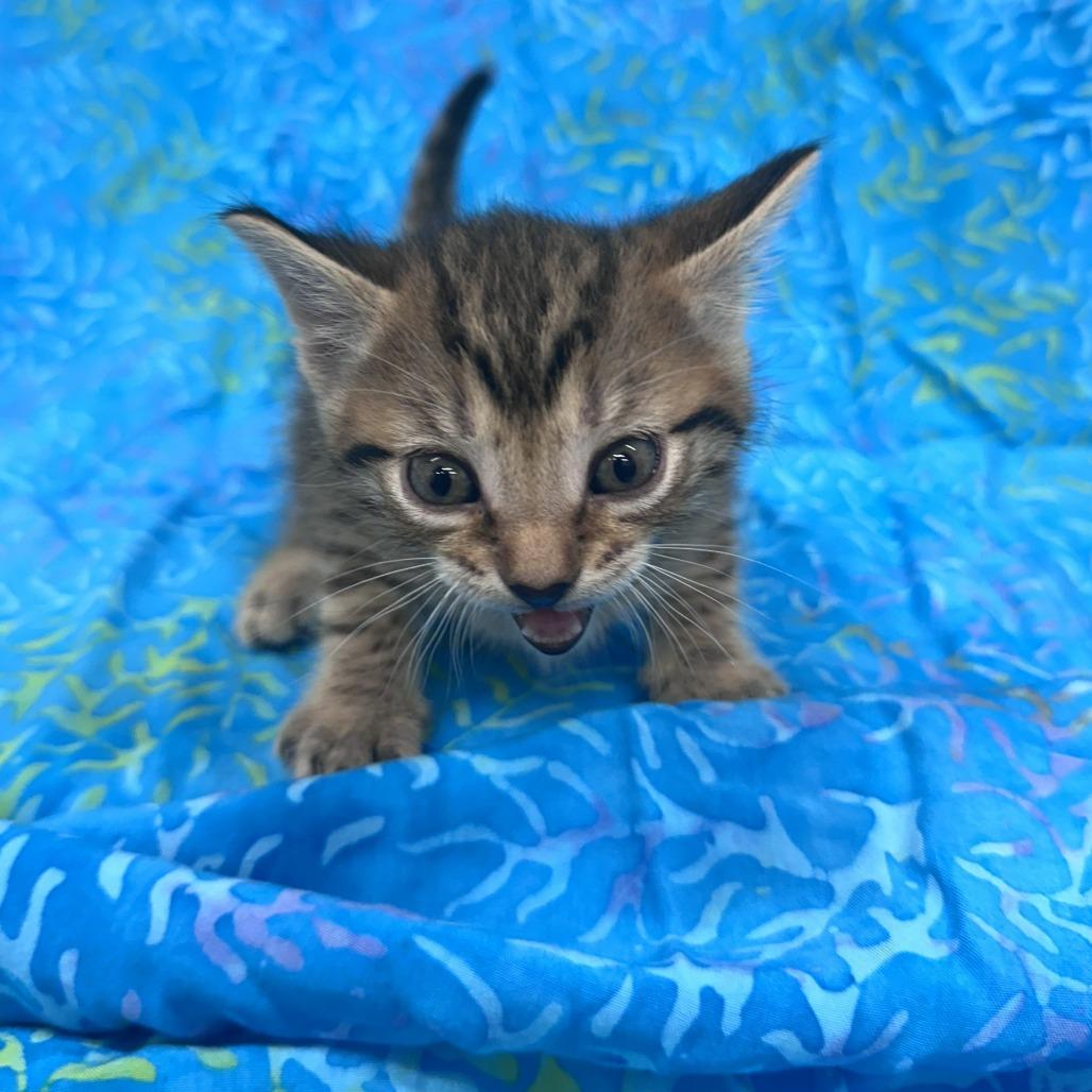 Sumac, Adoptable, Kitten Male Domestic Short Hair.