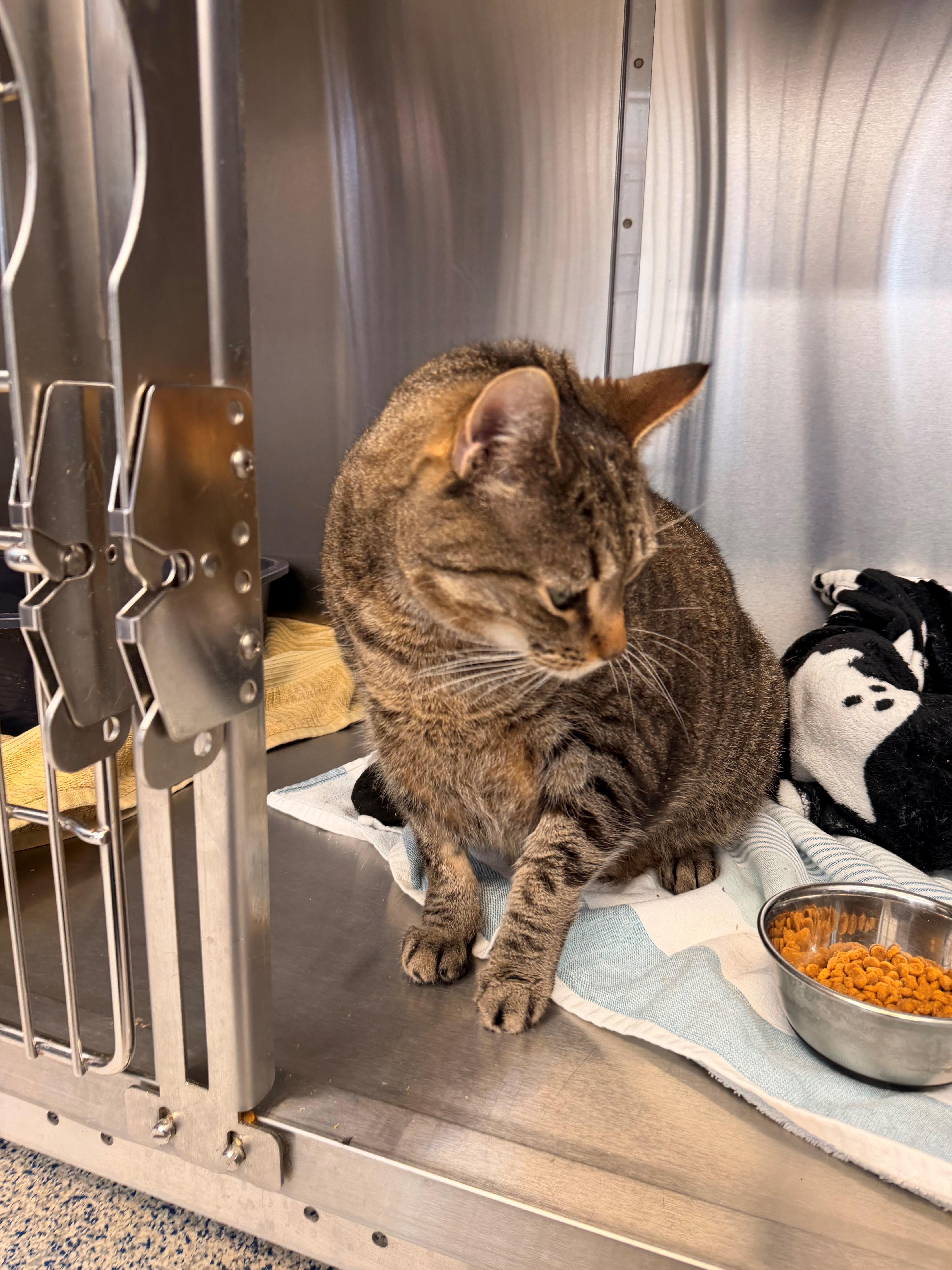 Enlarge Razzle, a ADOPTABLE Domestic Short Hair in Westerly, RI image 2/2