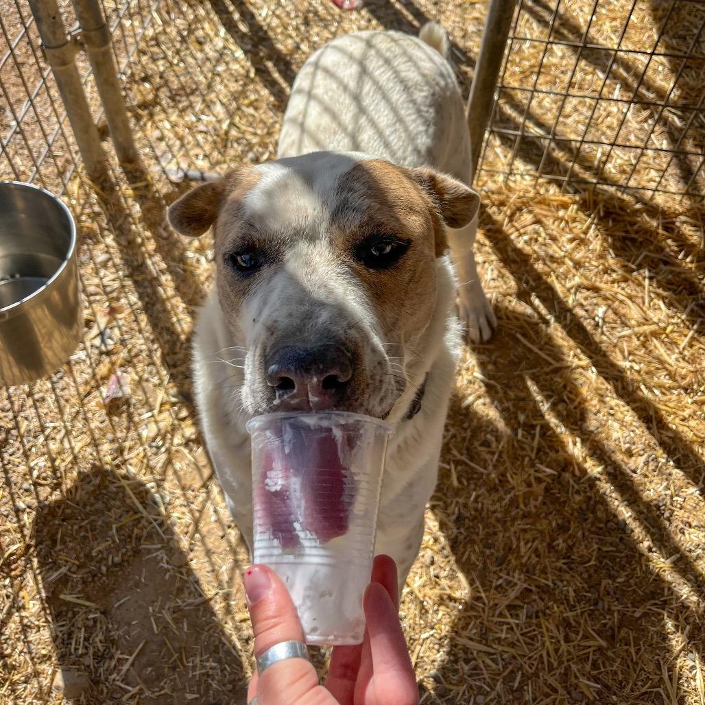 Dozer, Adoptable, Young Male Mixed Breed.