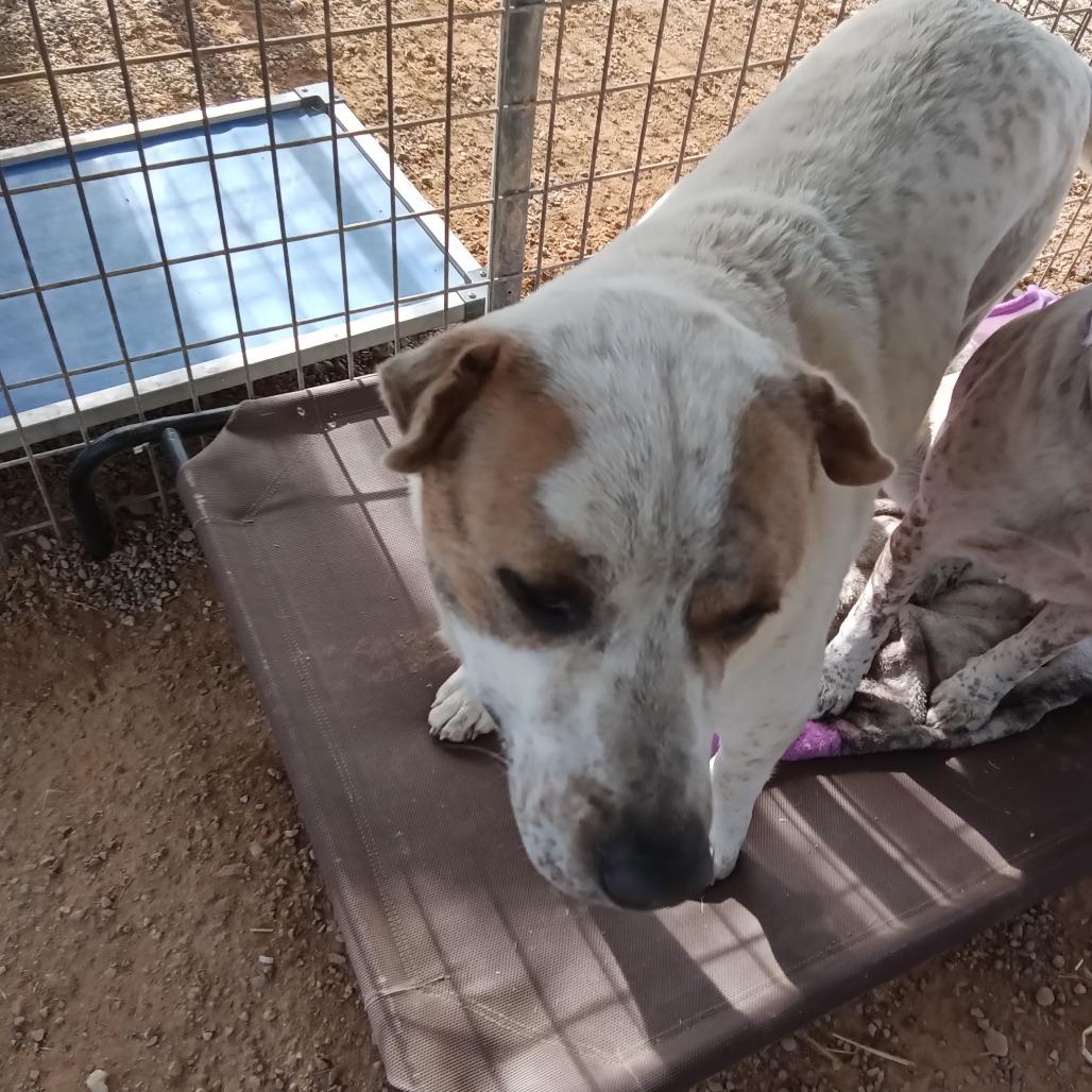 Dozer, Adoptable, Young Male Mixed Breed.