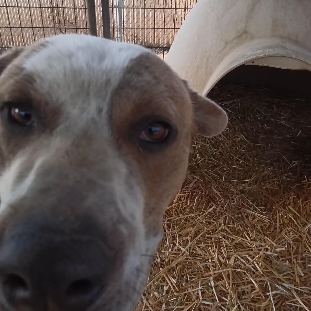Enlarge Dozer, a Adoptable Mixed Breed in Taos, NM image 2/4