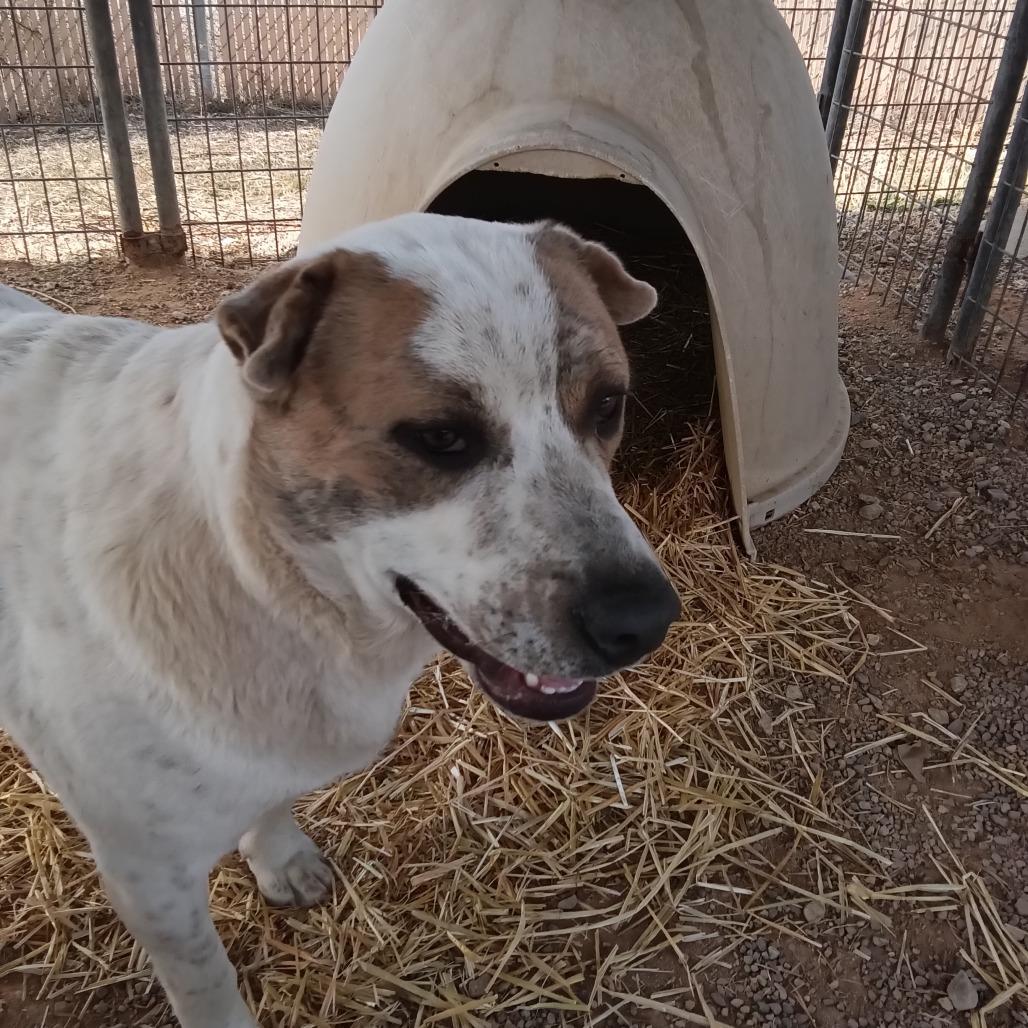 Enlarge Dozer, a Adoptable Mixed Breed in Taos, NM image 4/4